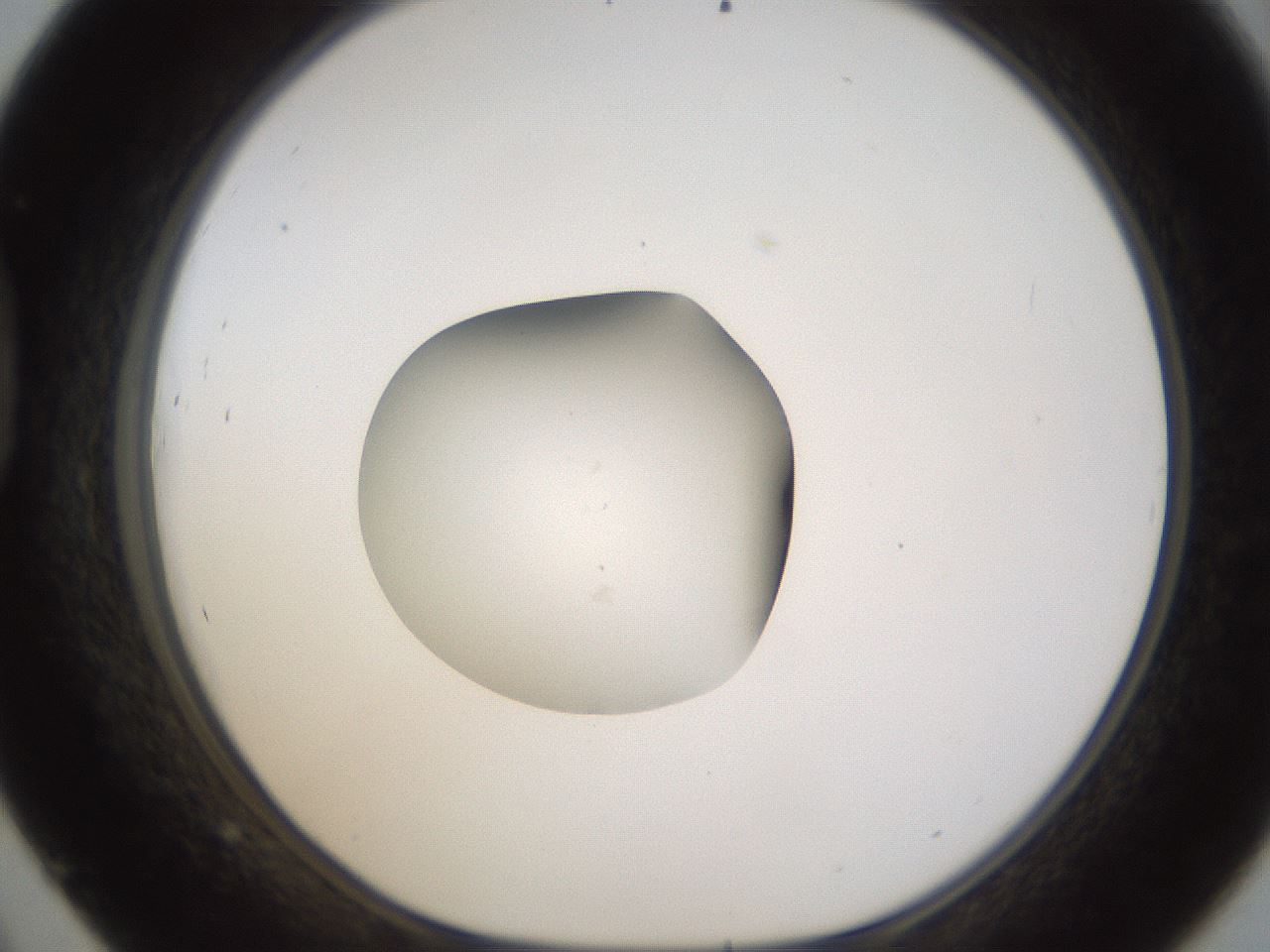 folderID424_plateID1424_batchID5190_wellNum45_profileID1_d1_r87134_ef.jpg