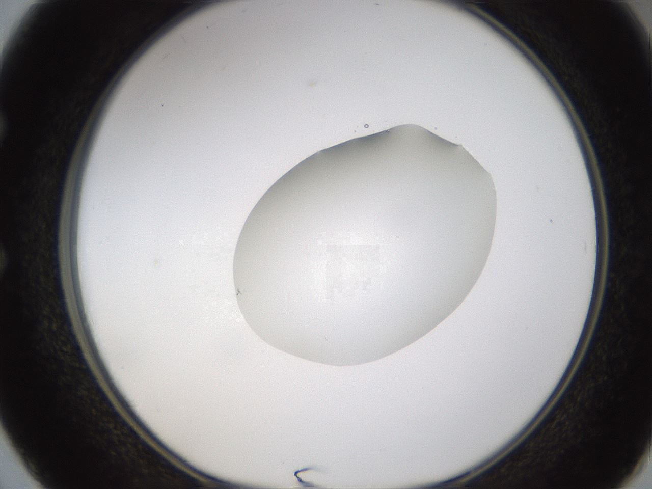 folderID424_plateID1424_batchID5190_wellNum50_profileID1_d1_r87139_ef.jpg