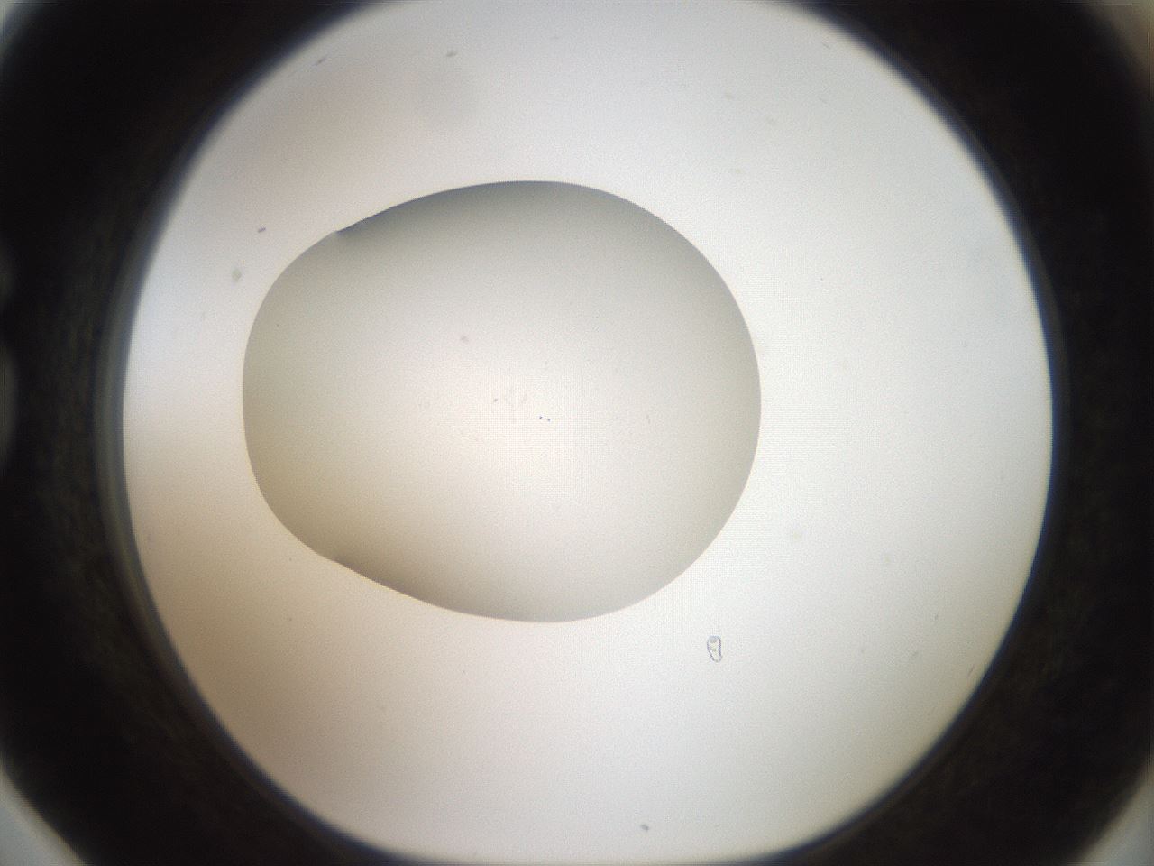folderID42_plateID2042_batchID9007_wellNum78_profileID1_d1_r137905_ef.jpg