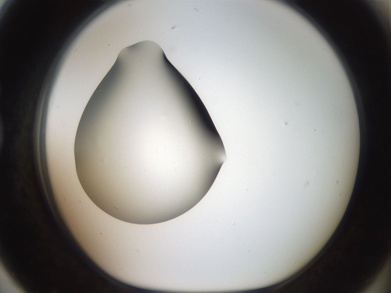 folderID42_plateID2042_batchID9007_wellNum79_profileID1_d1_r137907_ef.jpg