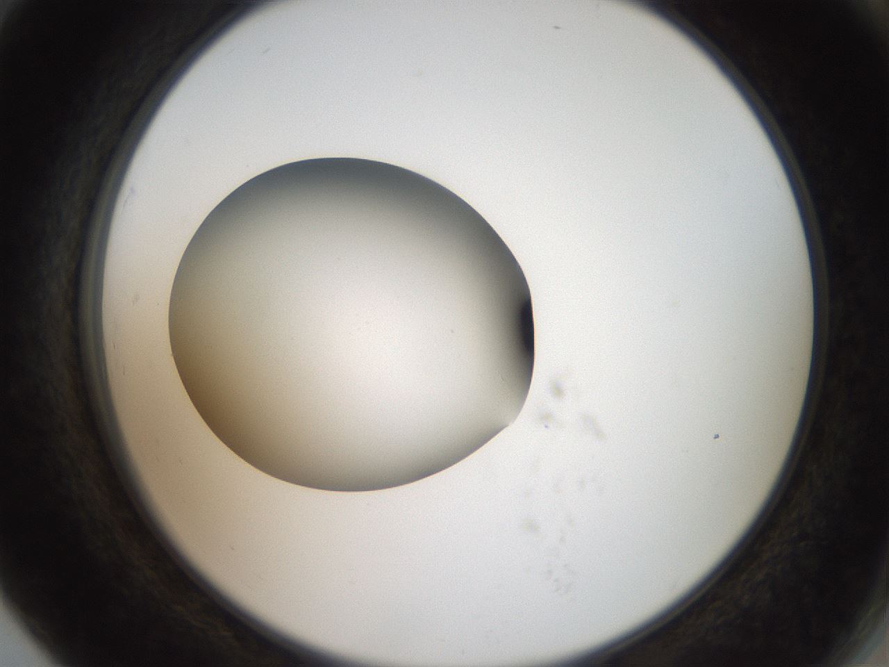 folderID42_plateID2042_batchID9007_wellNum79_profileID1_d2_r137908_ef.jpg