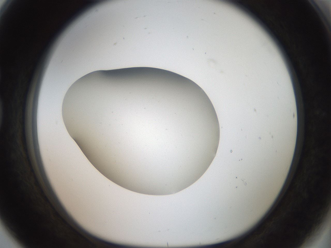 folderID42_plateID2042_batchID9007_wellNum80_profileID1_d1_r137909_ef.jpg