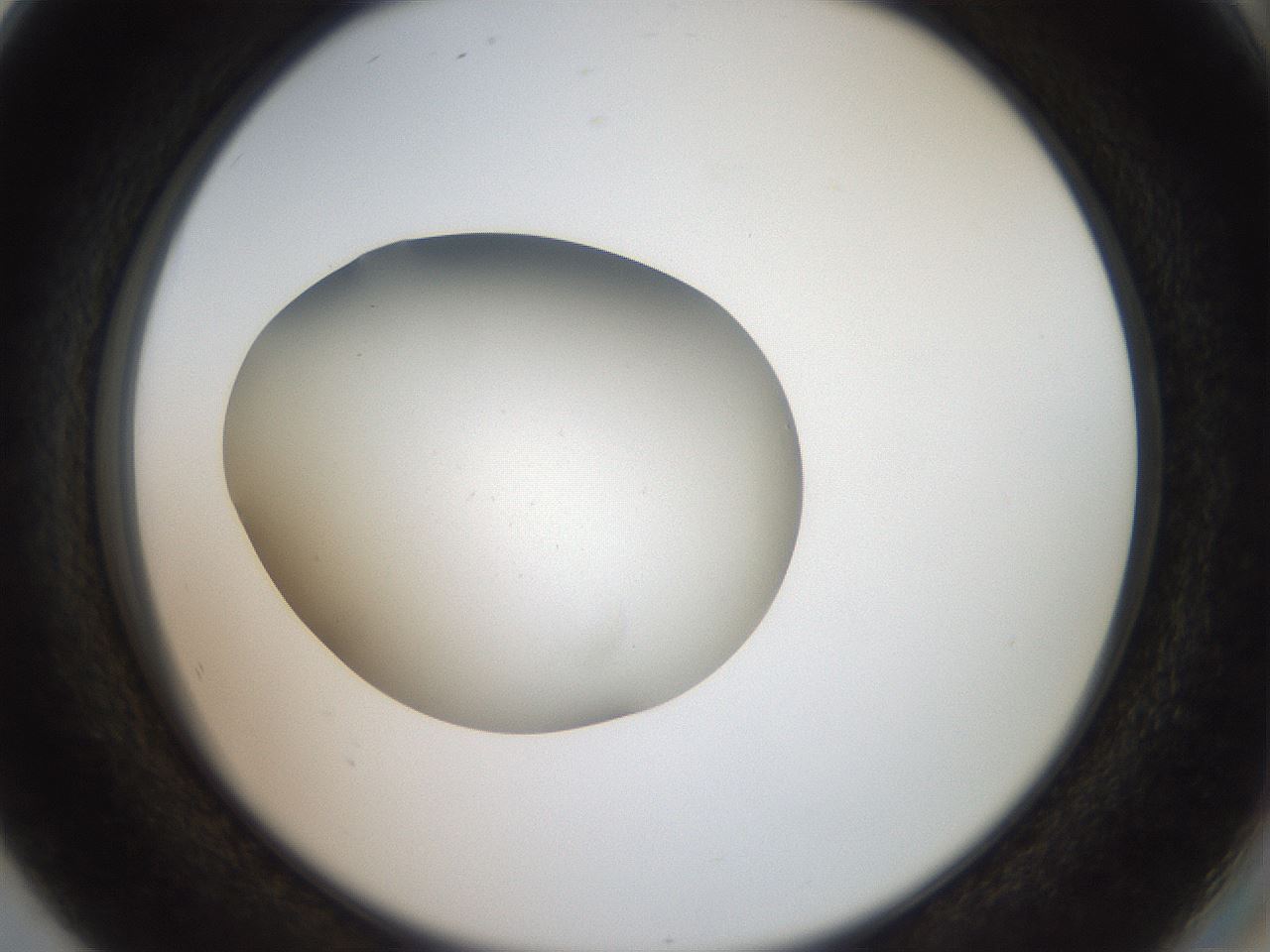 folderID42_plateID2042_batchID9007_wellNum80_profileID1_d2_r137910_ef.jpg