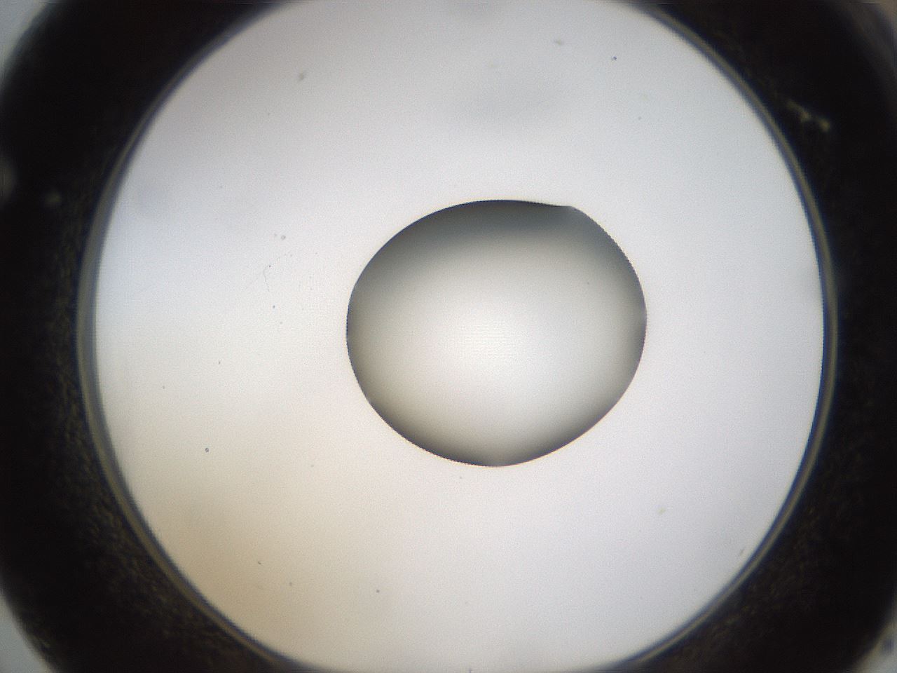 folderID424_plateID1424_batchID5190_wellNum62_profileID1_d1_r87151_ef.jpg