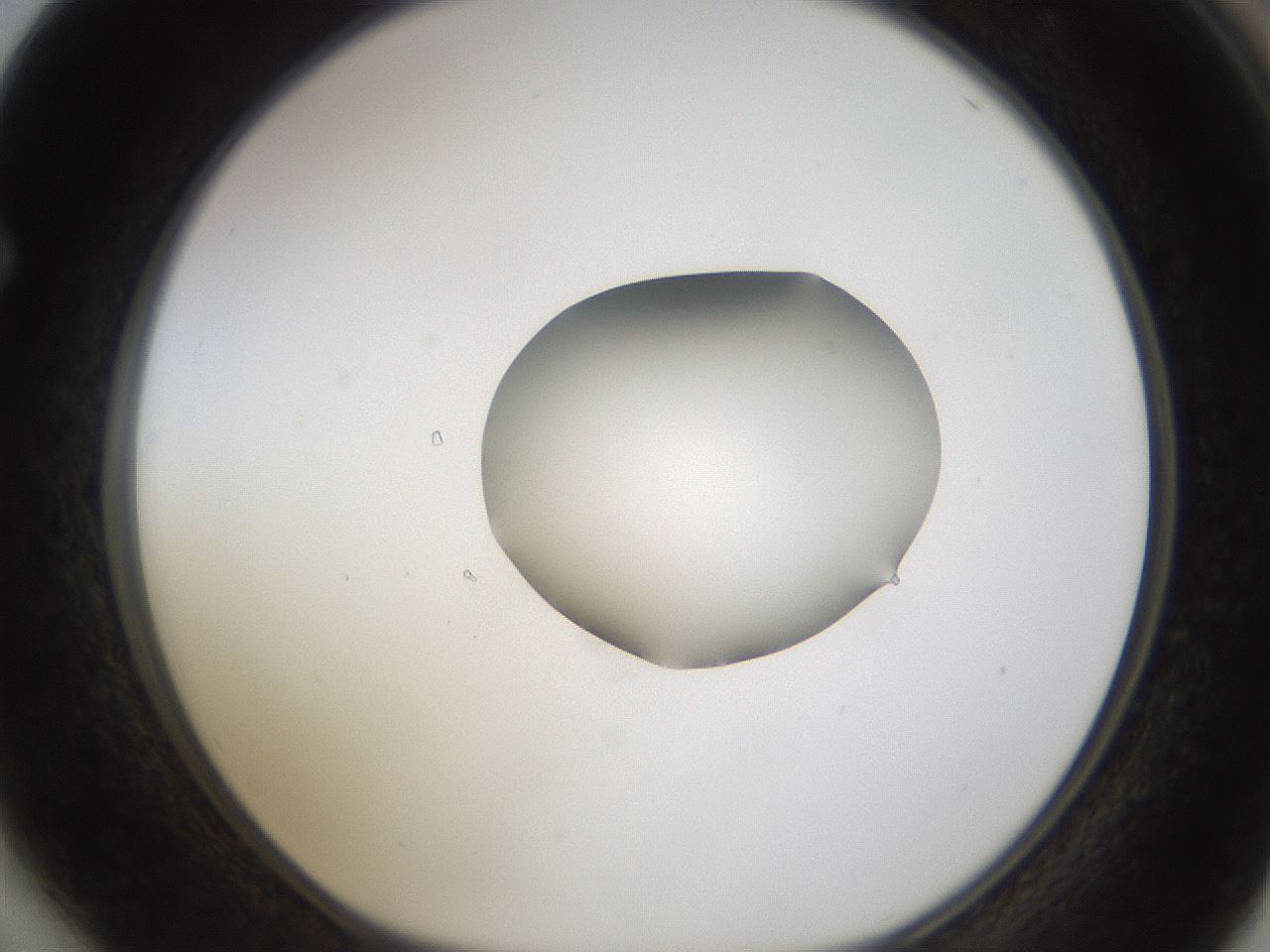 folderID424_plateID1424_batchID5190_wellNum64_profileID1_d1_r87153_ef.jpg