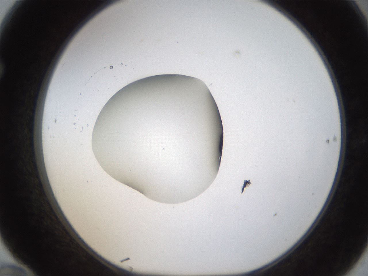 folderID424_plateID1424_batchID5190_wellNum70_profileID1_d1_r87159_ef.jpg