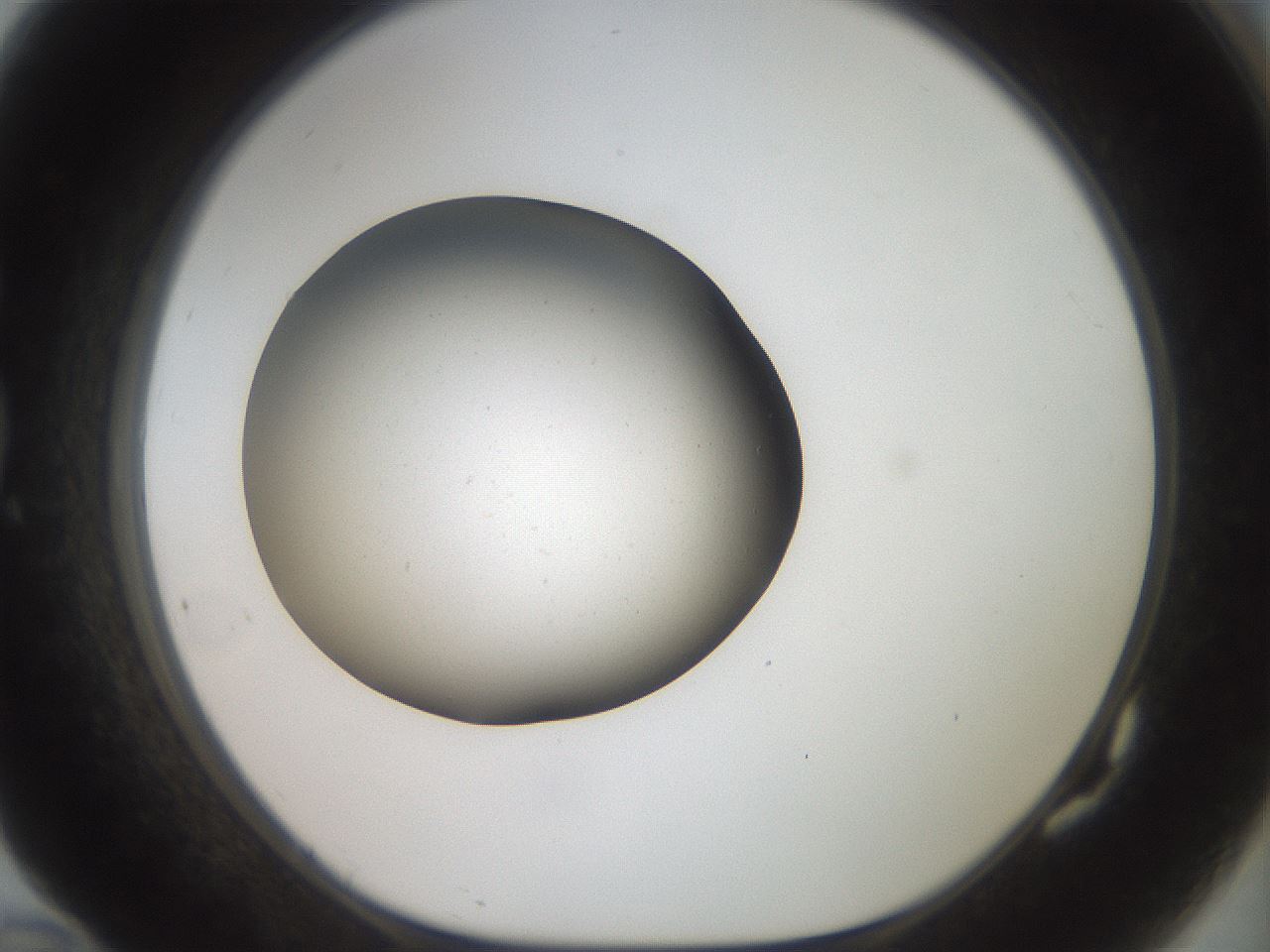 folderID42_plateID2042_batchID9007_wellNum82_profileID1_d1_r137913_ef.jpg
