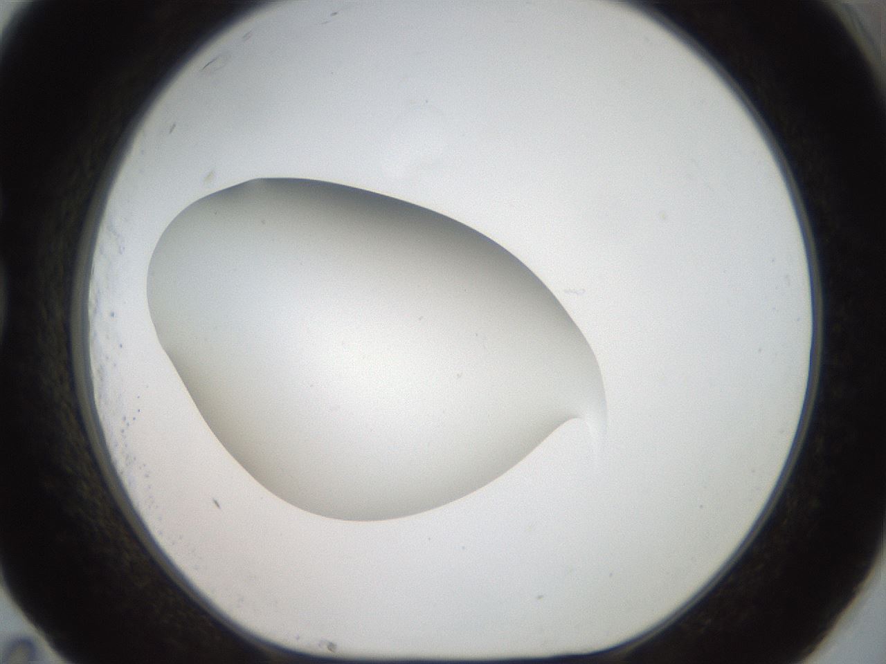 folderID42_plateID2042_batchID9007_wellNum83_profileID1_d1_r137915_ef.jpg