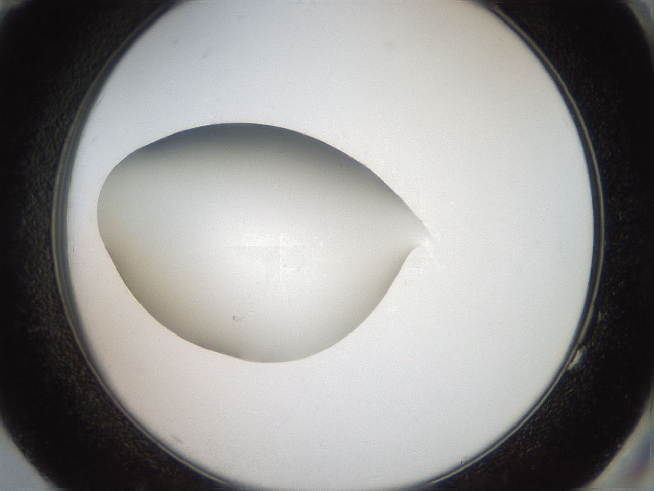 folderID42_plateID2042_batchID9007_wellNum83_profileID1_d2_r137916_ef.jpg