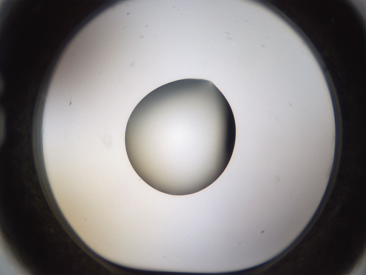 folderID424_plateID1424_batchID5190_wellNum81_profileID1_d1_r87170_ef.jpg