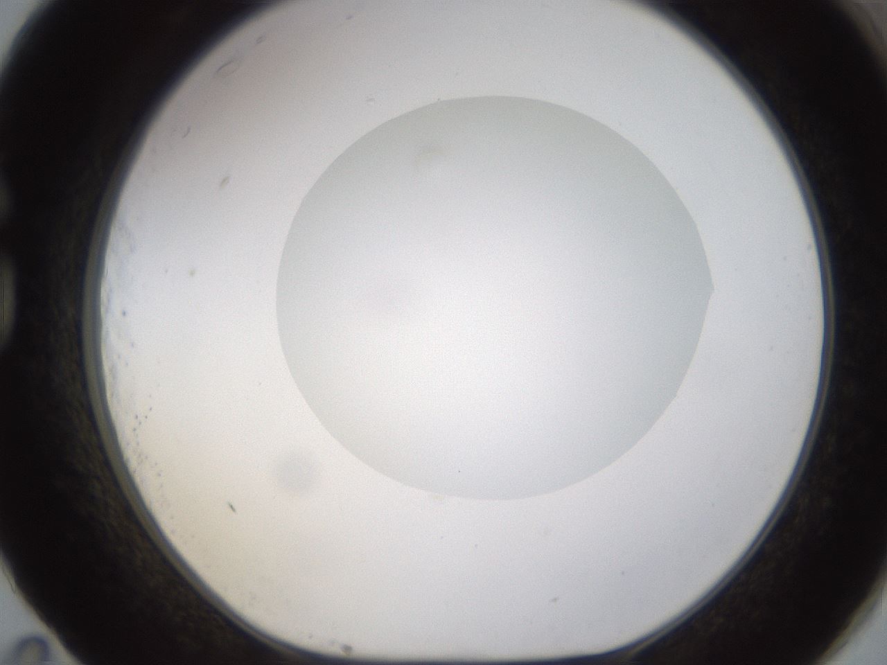 folderID424_plateID1424_batchID5190_wellNum83_profileID1_d1_r87172_ef.jpg
