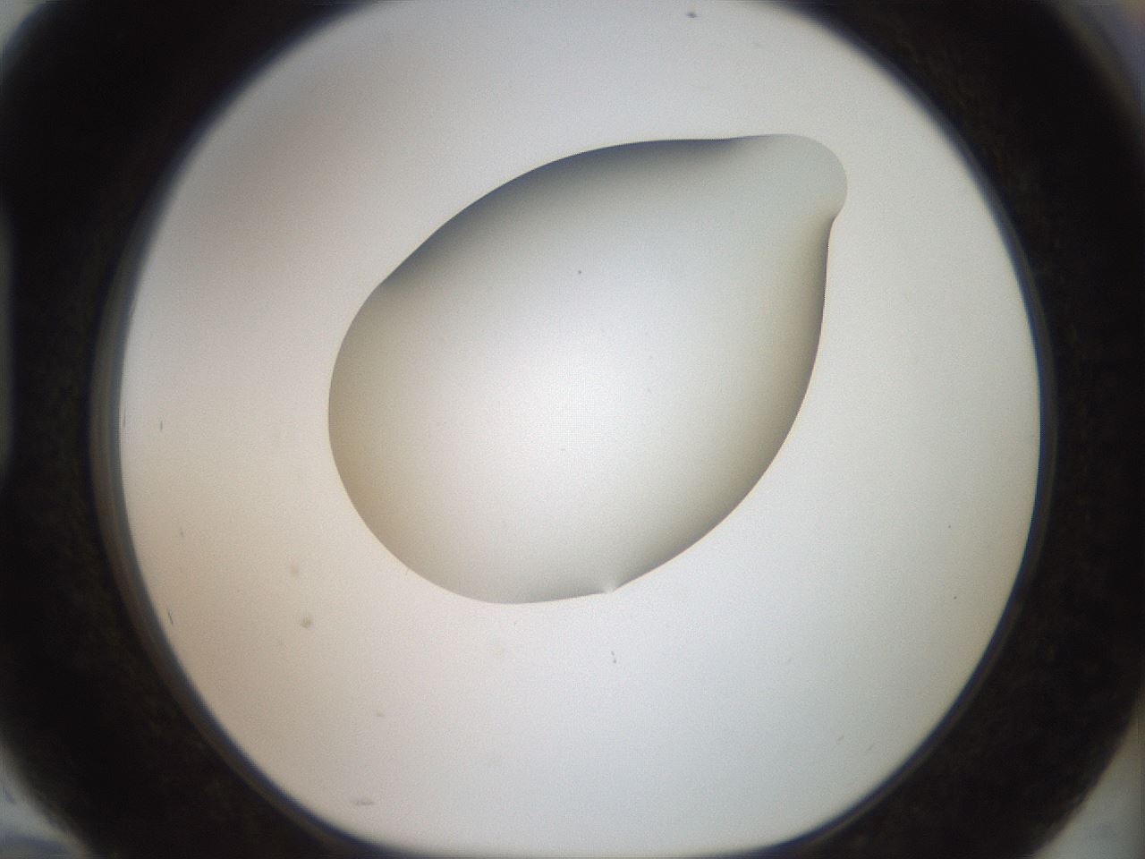 folderID42_plateID2042_batchID9007_wellNum94_profileID1_d1_r137937_ef.jpg