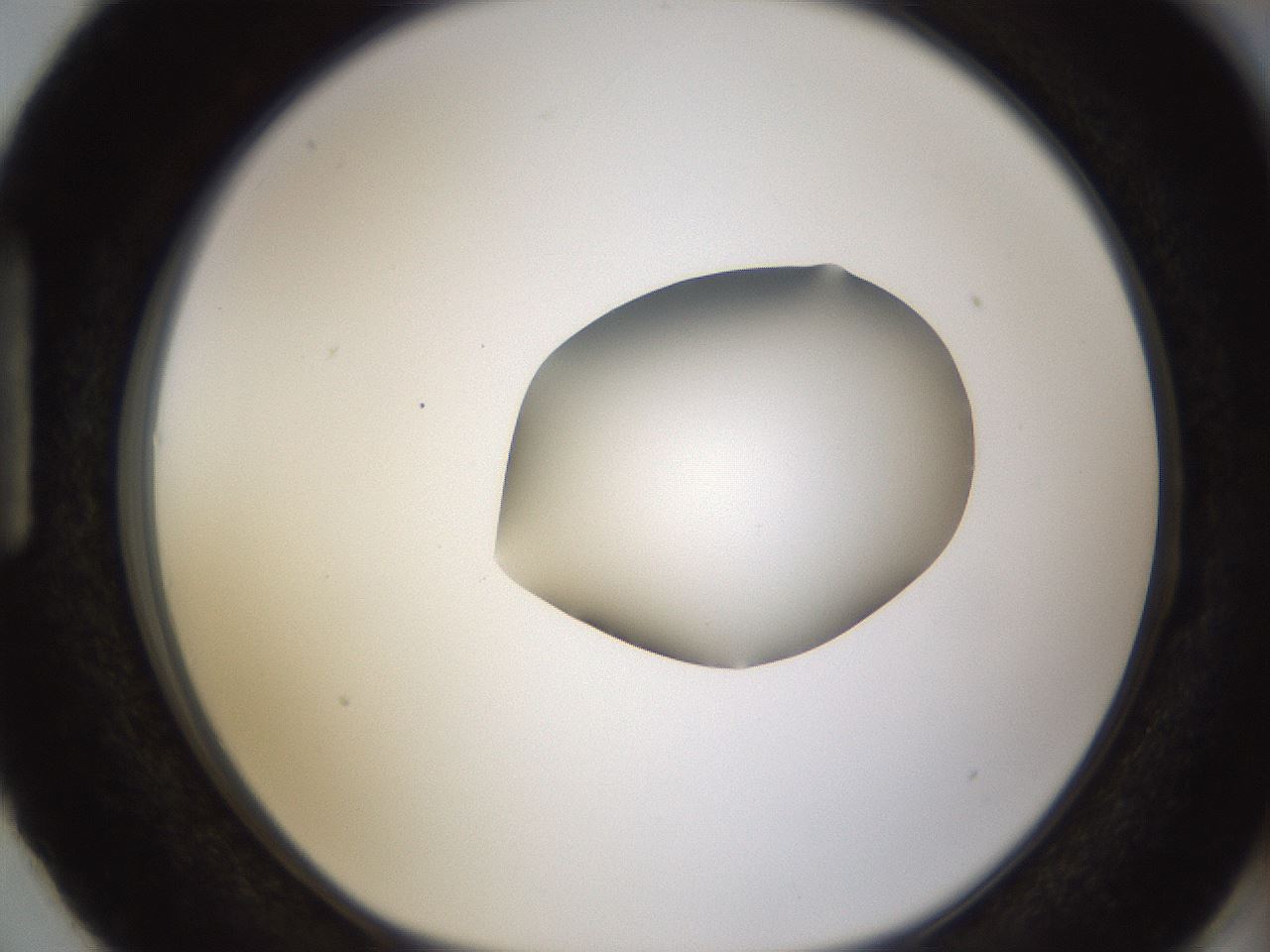 folderID424_plateID1424_batchID5190_wellNum87_profileID1_d1_r87176_ef.jpg