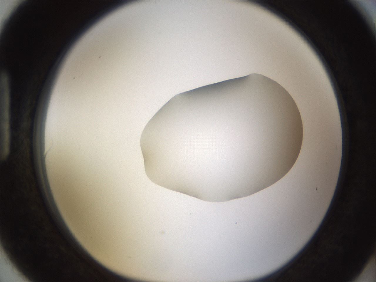 folderID424_plateID1424_batchID5190_wellNum90_profileID1_d1_r87179_ef.jpg