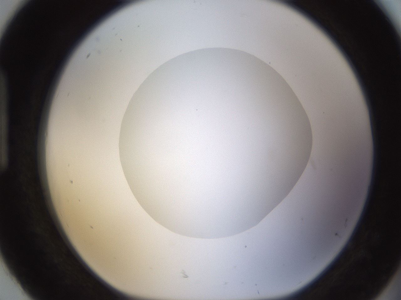 folderID424_plateID1424_batchID5190_wellNum92_profileID1_d1_r87181_ef.jpg