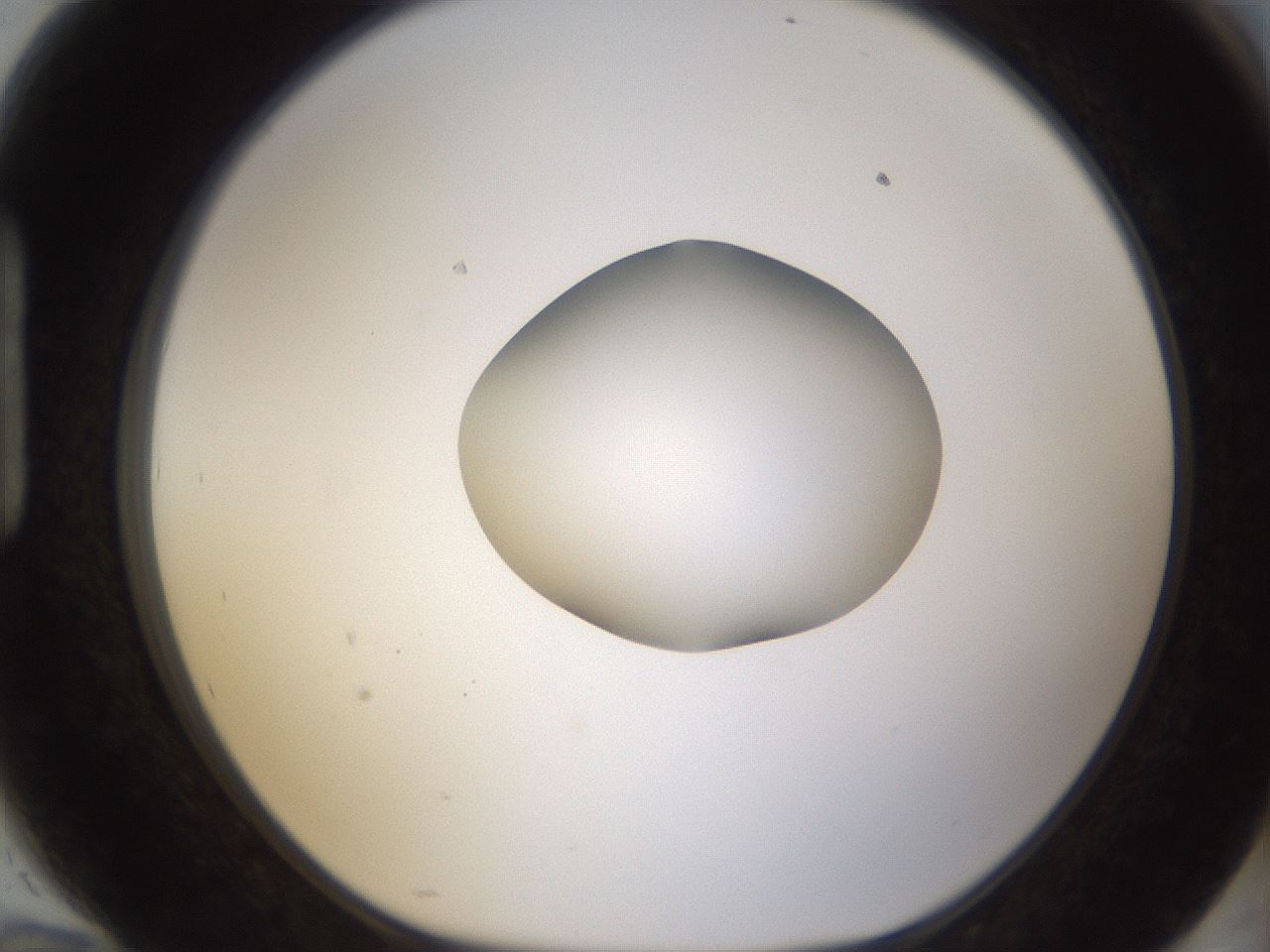 folderID424_plateID1424_batchID5190_wellNum94_profileID1_d1_r87183_ef.jpg