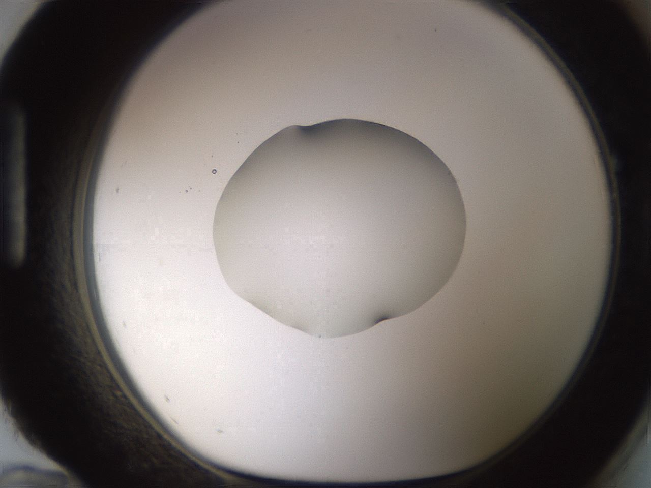 folderID424_plateID1424_batchID5190_wellNum96_profileID1_d1_r87185_ef.jpg