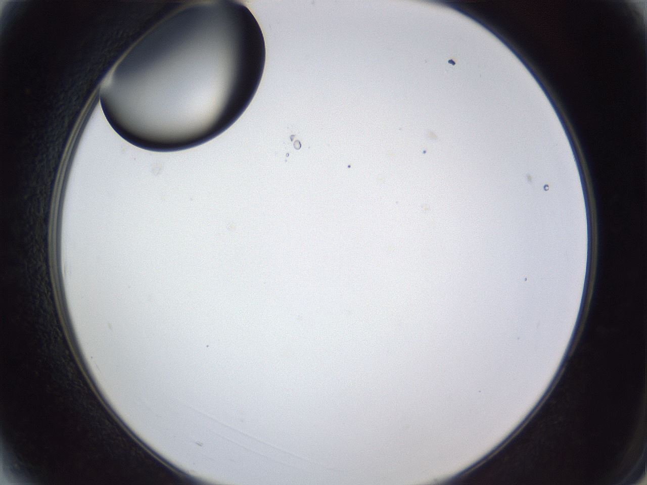 folderID43_plateID1043_batchID2100_wellNum3_profileID1_d2_r46157_ef.jpg
