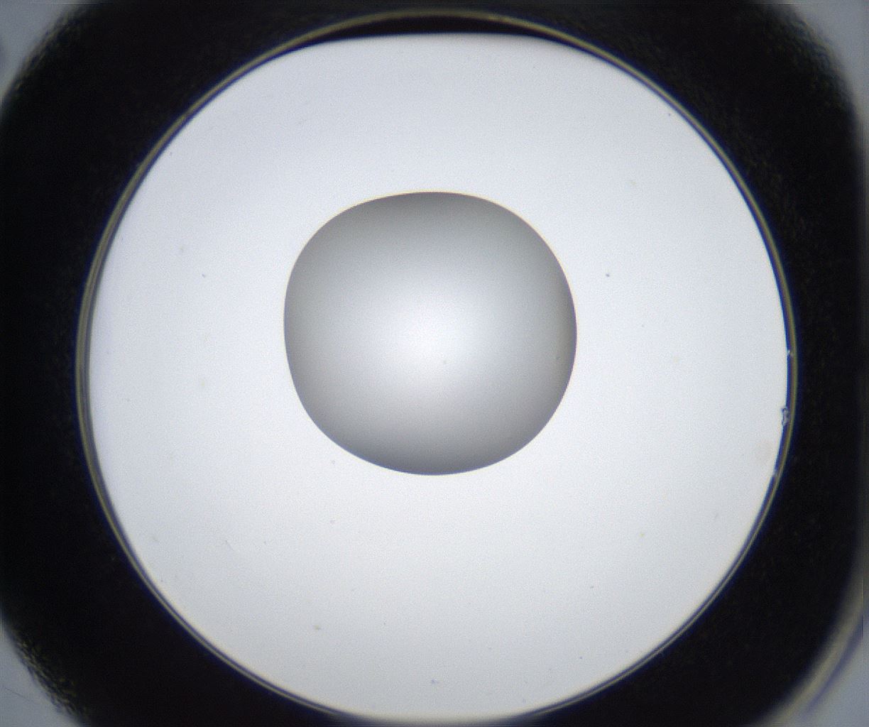 folderID424_plateID2424_batchID11665_wellNum14_profileID1_d2_r180251_ef.jpg