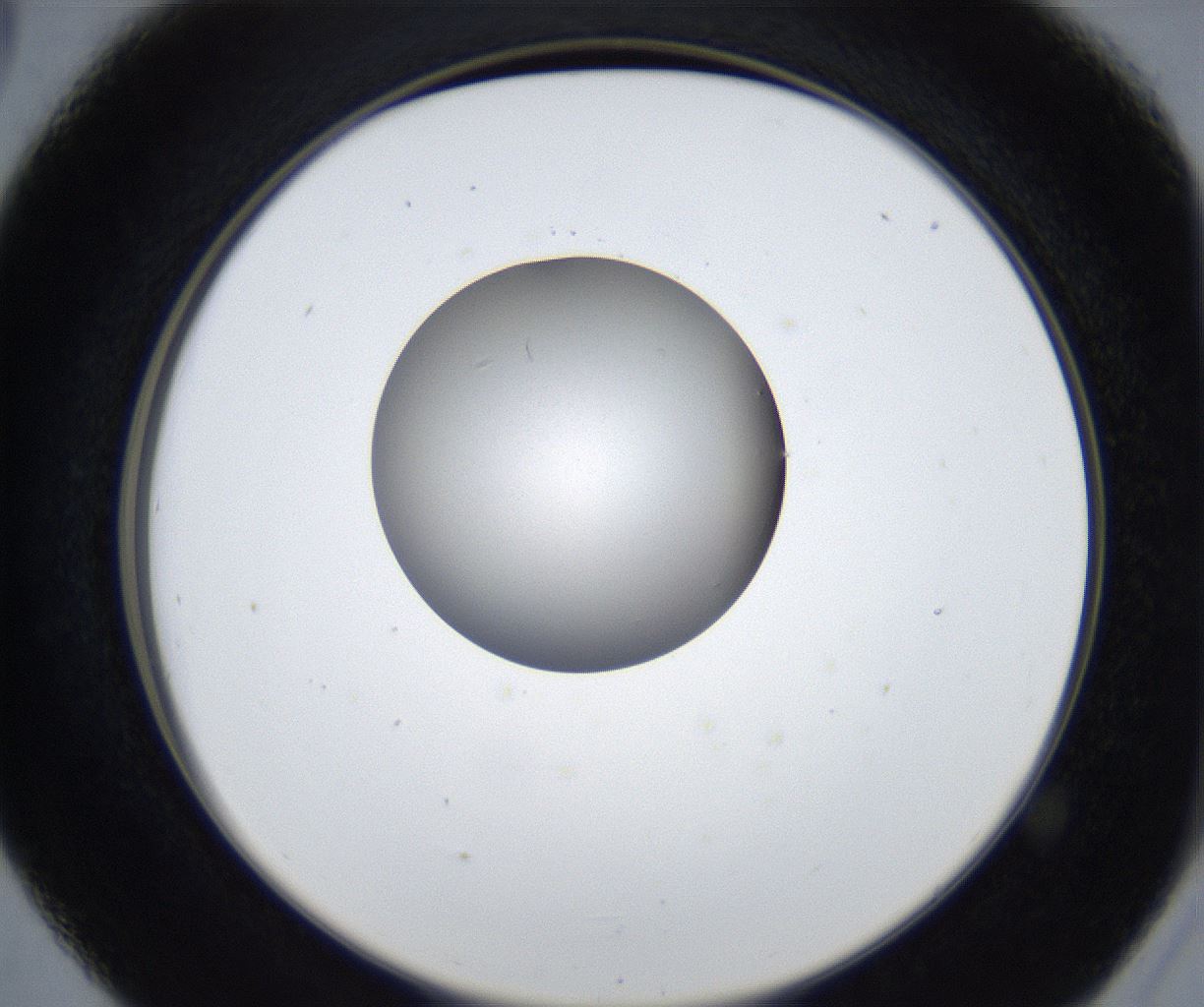 folderID424_plateID2424_batchID11665_wellNum41_profileID1_d2_r180305_ef.jpg