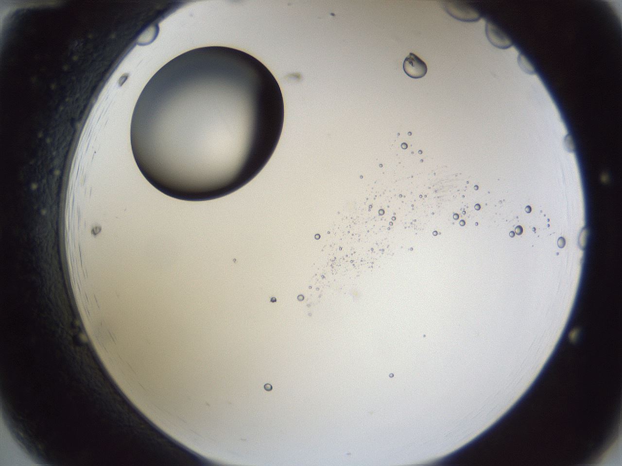 folderID43_plateID1043_batchID2100_wellNum12_profileID1_d2_r46175_ef.jpg