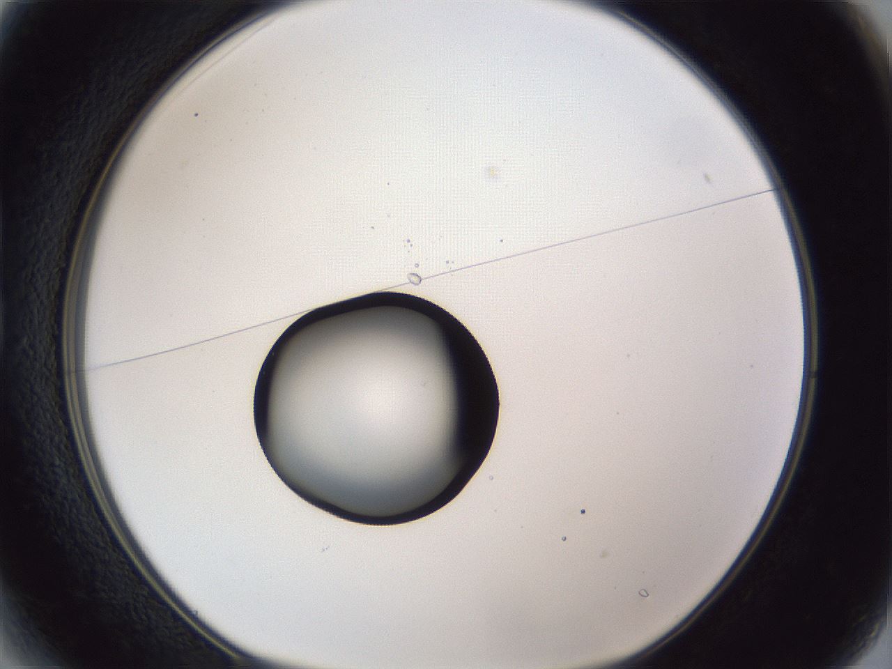 folderID43_plateID1043_batchID2100_wellNum13_profileID1_d1_r46176_ef.jpg