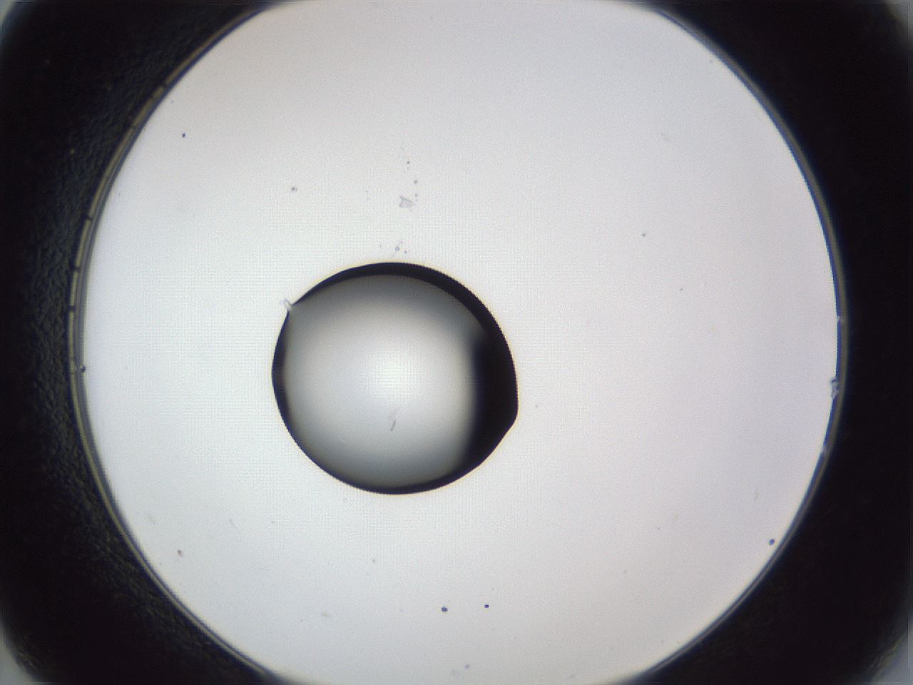 folderID43_plateID1043_batchID2100_wellNum14_profileID1_d2_r46179_ef.jpg