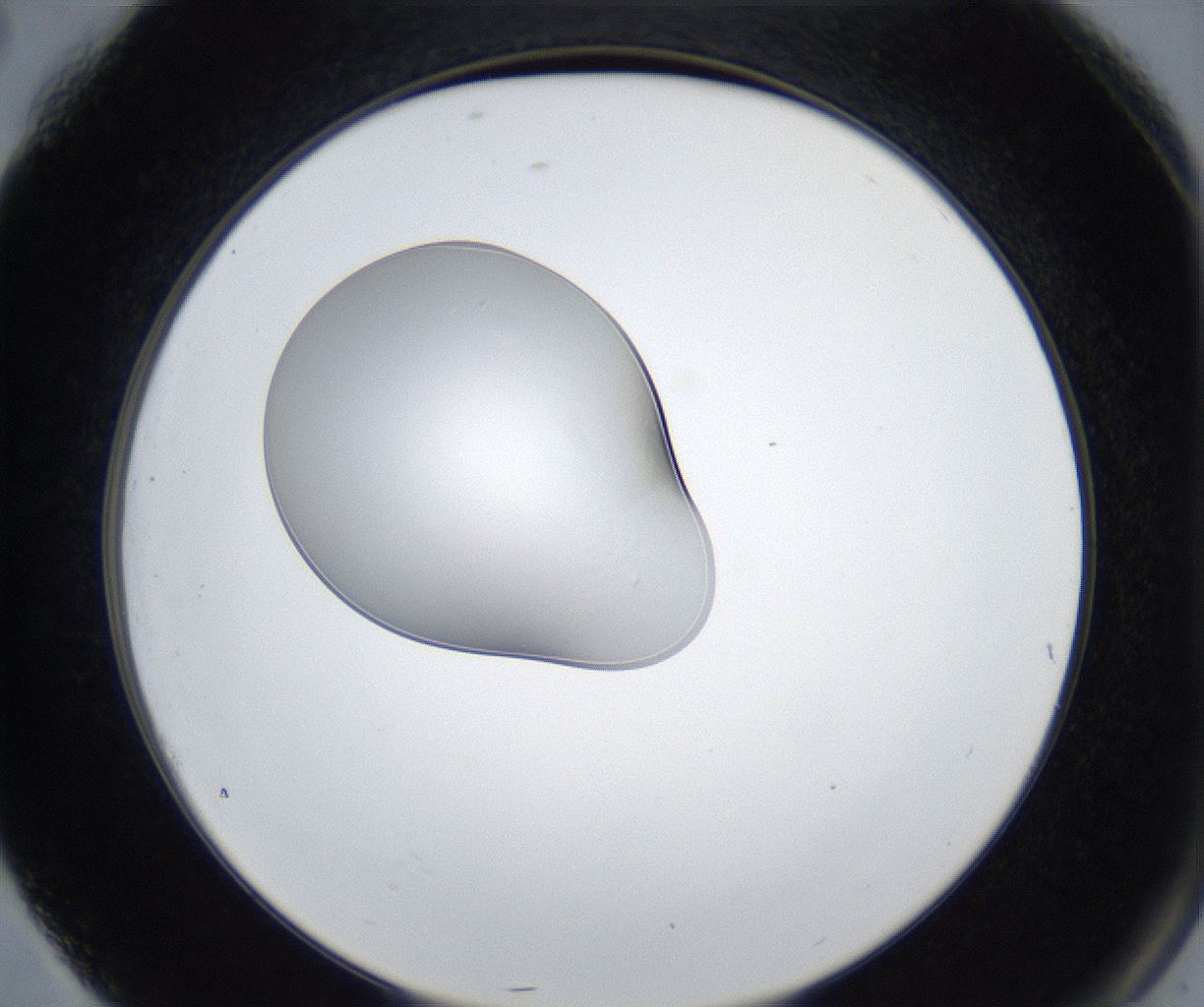 folderID424_plateID2424_batchID11665_wellNum76_profileID1_d2_r180375_ef.jpg