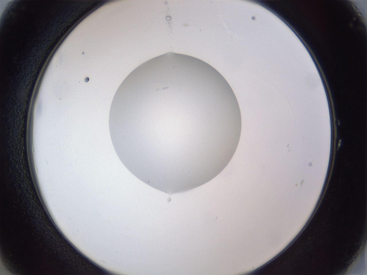 folderID43_plateID1043_batchID2100_wellNum1_profileID1_d2_r46153_ef.jpg