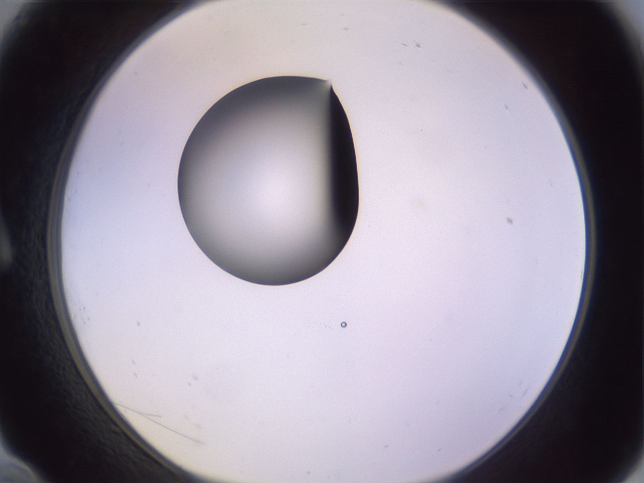 folderID425_plateID1425_batchID5199_wellNum10_profileID1_d1_r87675_ef.jpg