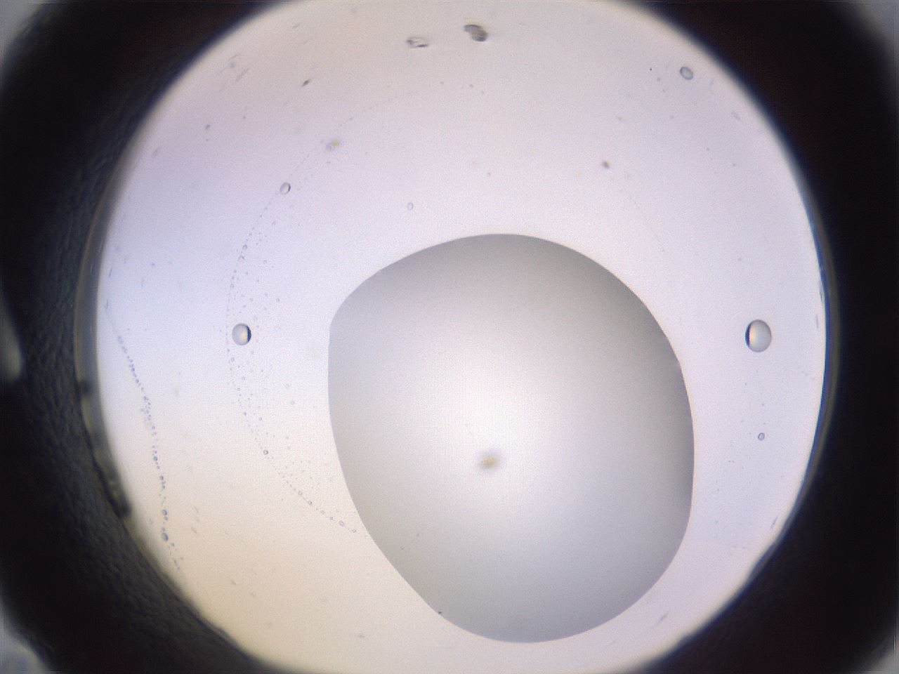 folderID425_plateID1425_batchID5199_wellNum11_profileID1_d1_r87676_ef.jpg