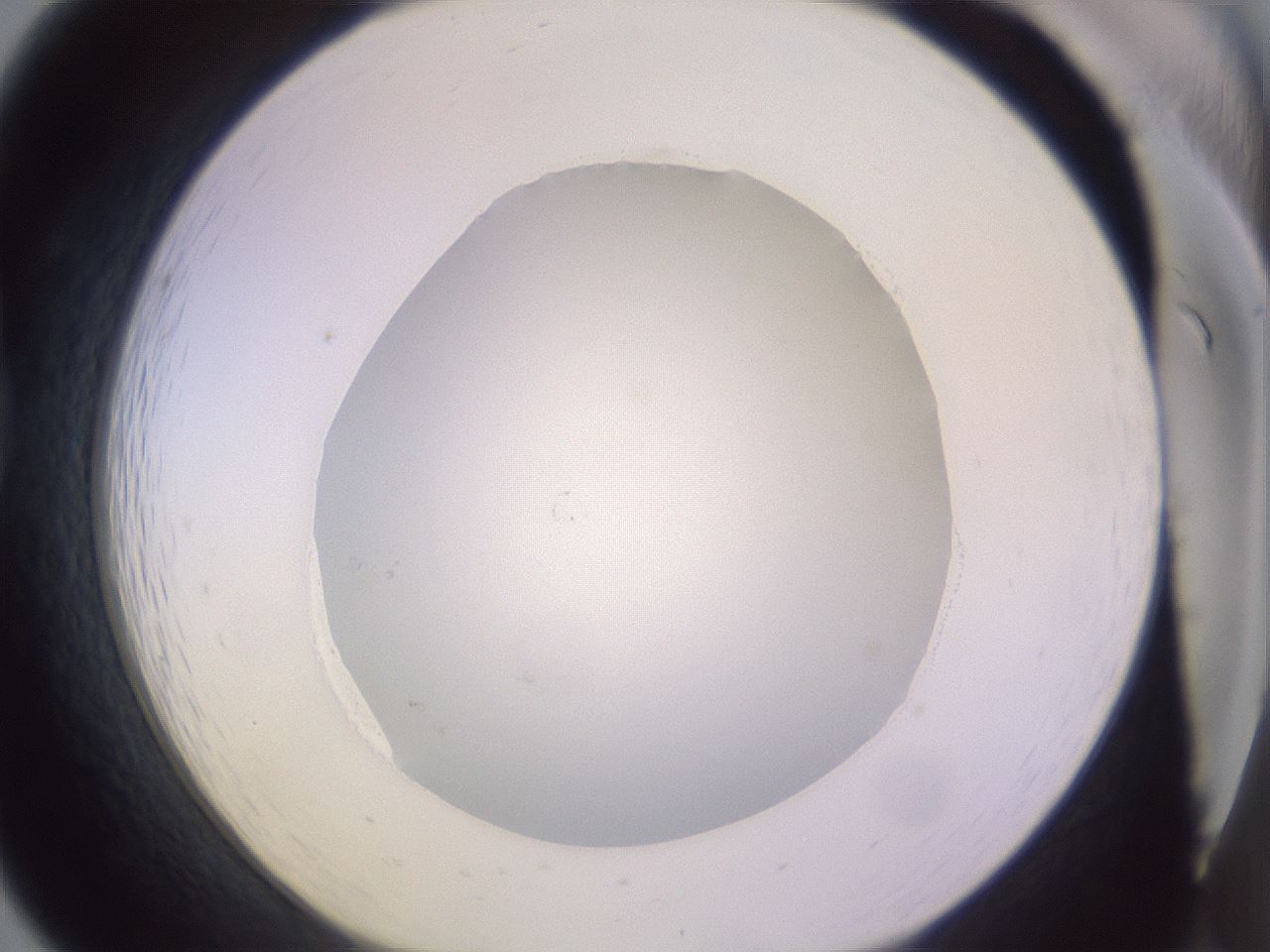 folderID425_plateID1425_batchID5199_wellNum19_profileID1_d1_r87684_ef.jpg