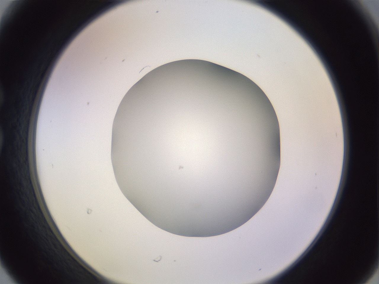 folderID425_plateID1425_batchID5199_wellNum30_profileID1_d1_r87695_ef.jpg
