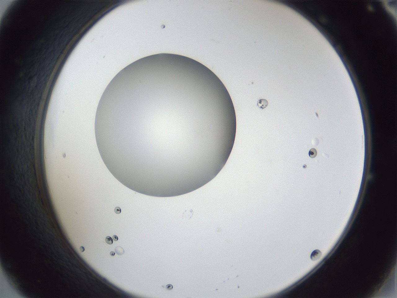 folderID43_plateID1043_batchID2100_wellNum20_profileID1_d2_r46191_ef.jpg