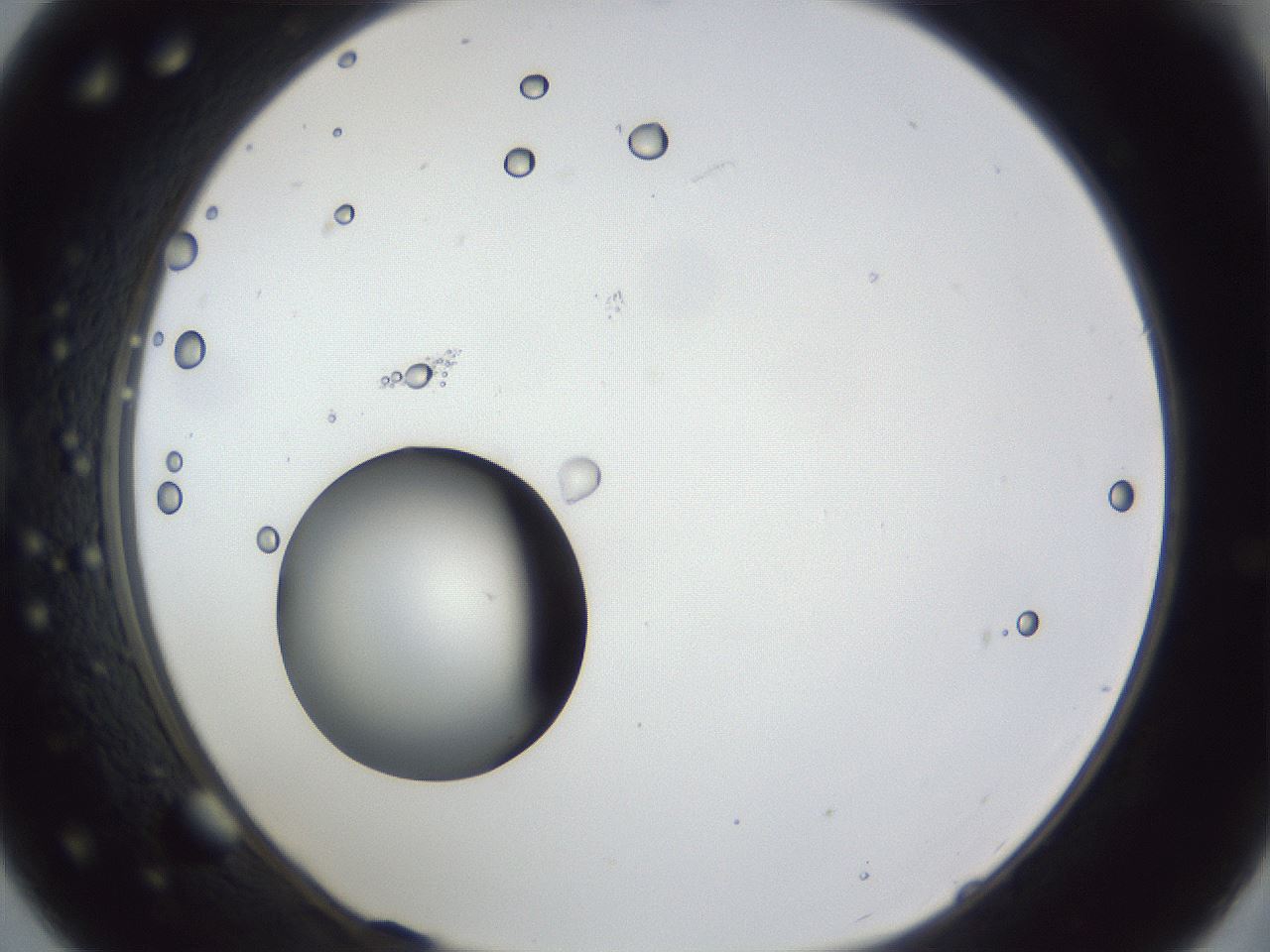 folderID43_plateID1043_batchID2100_wellNum21_profileID1_d1_r46192_ef.jpg
