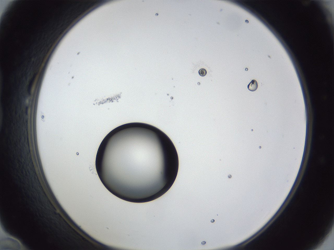 folderID43_plateID1043_batchID2100_wellNum22_profileID1_d1_r46194_ef.jpg