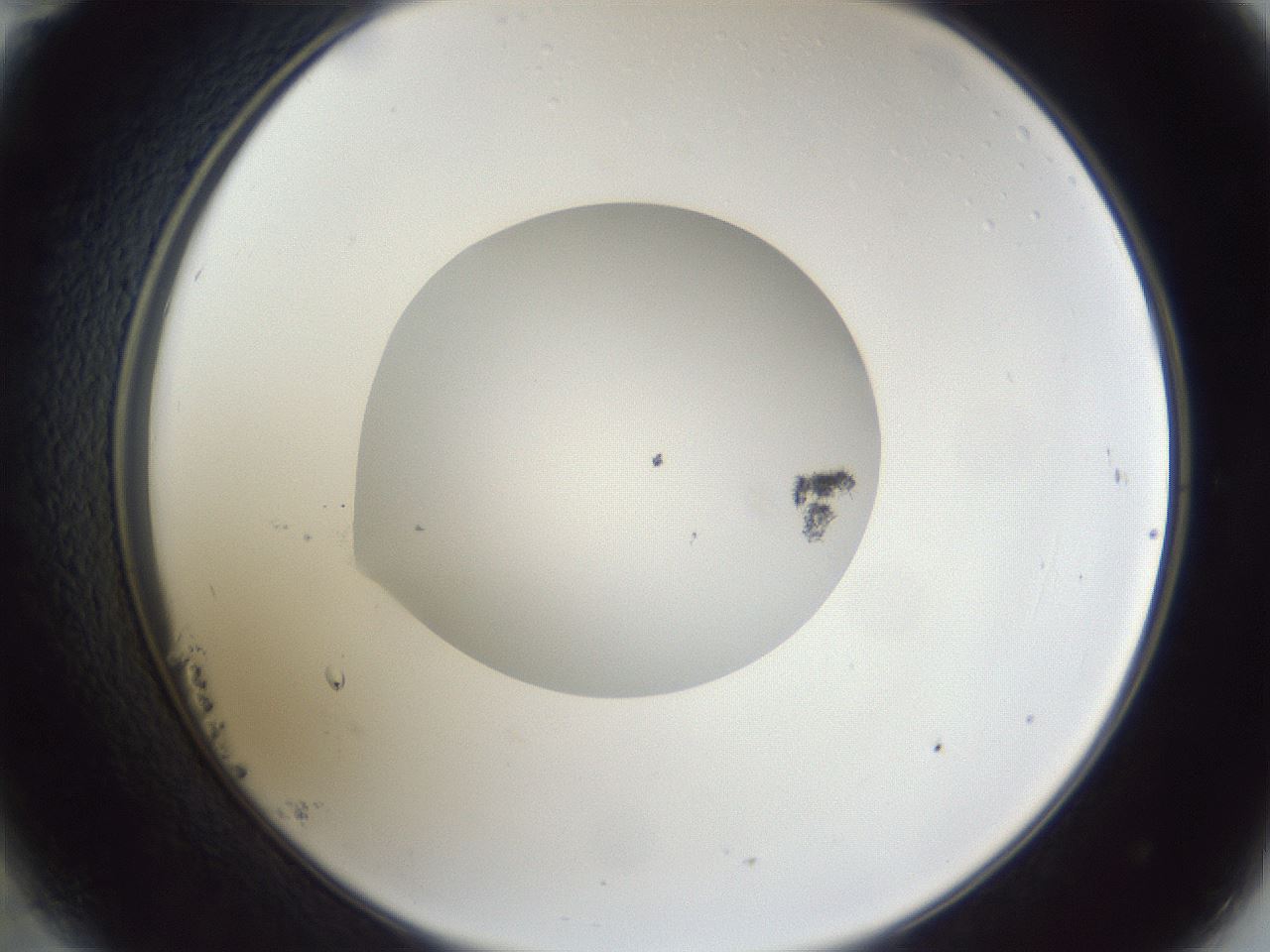 folderID43_plateID1043_batchID2100_wellNum23_profileID1_d2_r46197_ef.jpg
