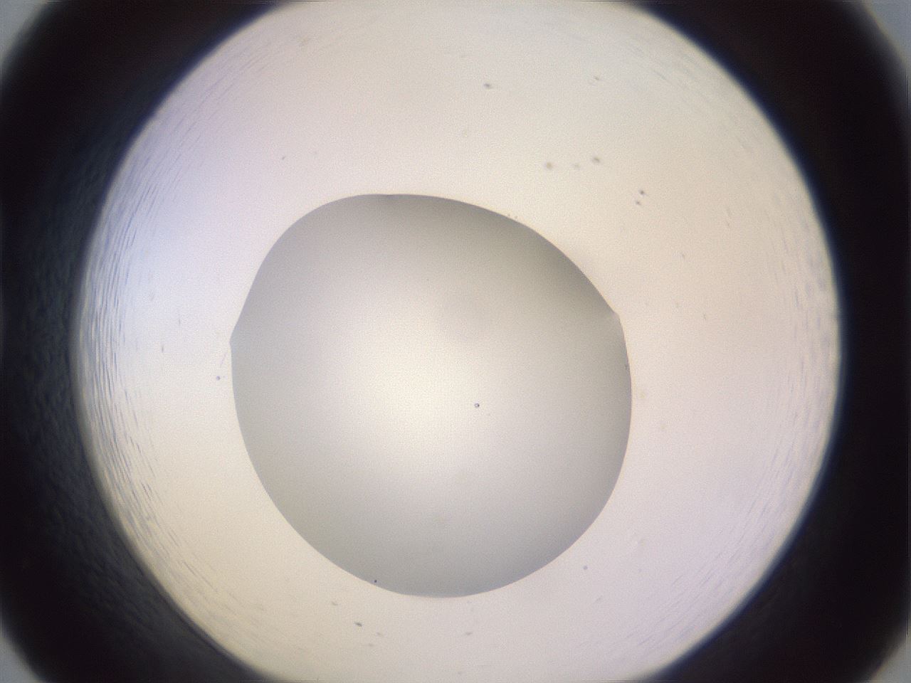 folderID425_plateID1425_batchID5199_wellNum20_profileID1_d1_r87685_ef.jpg