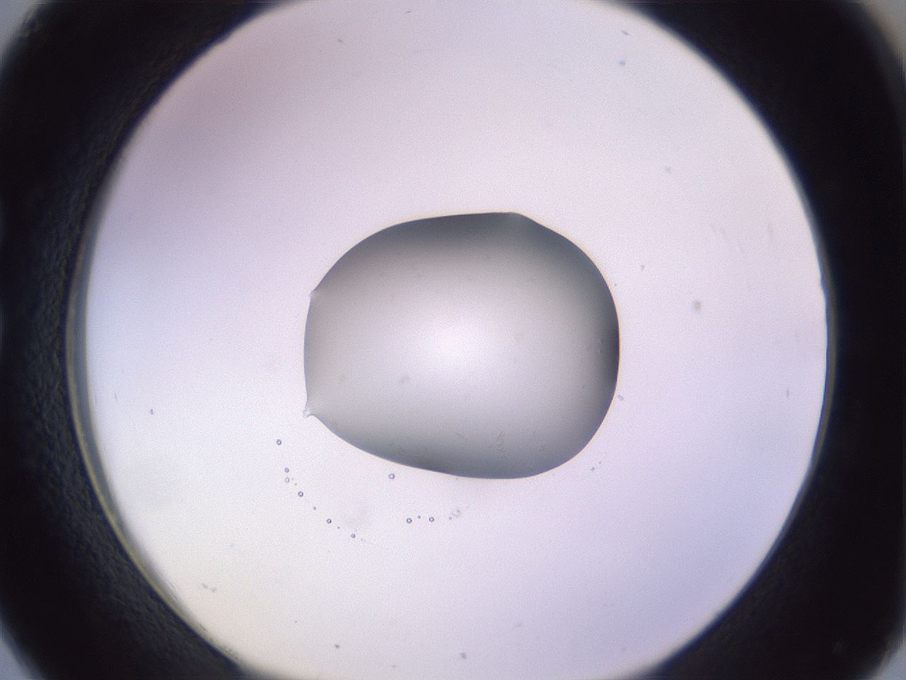 folderID425_plateID1425_batchID5199_wellNum26_profileID1_d1_r87691_ef.jpg