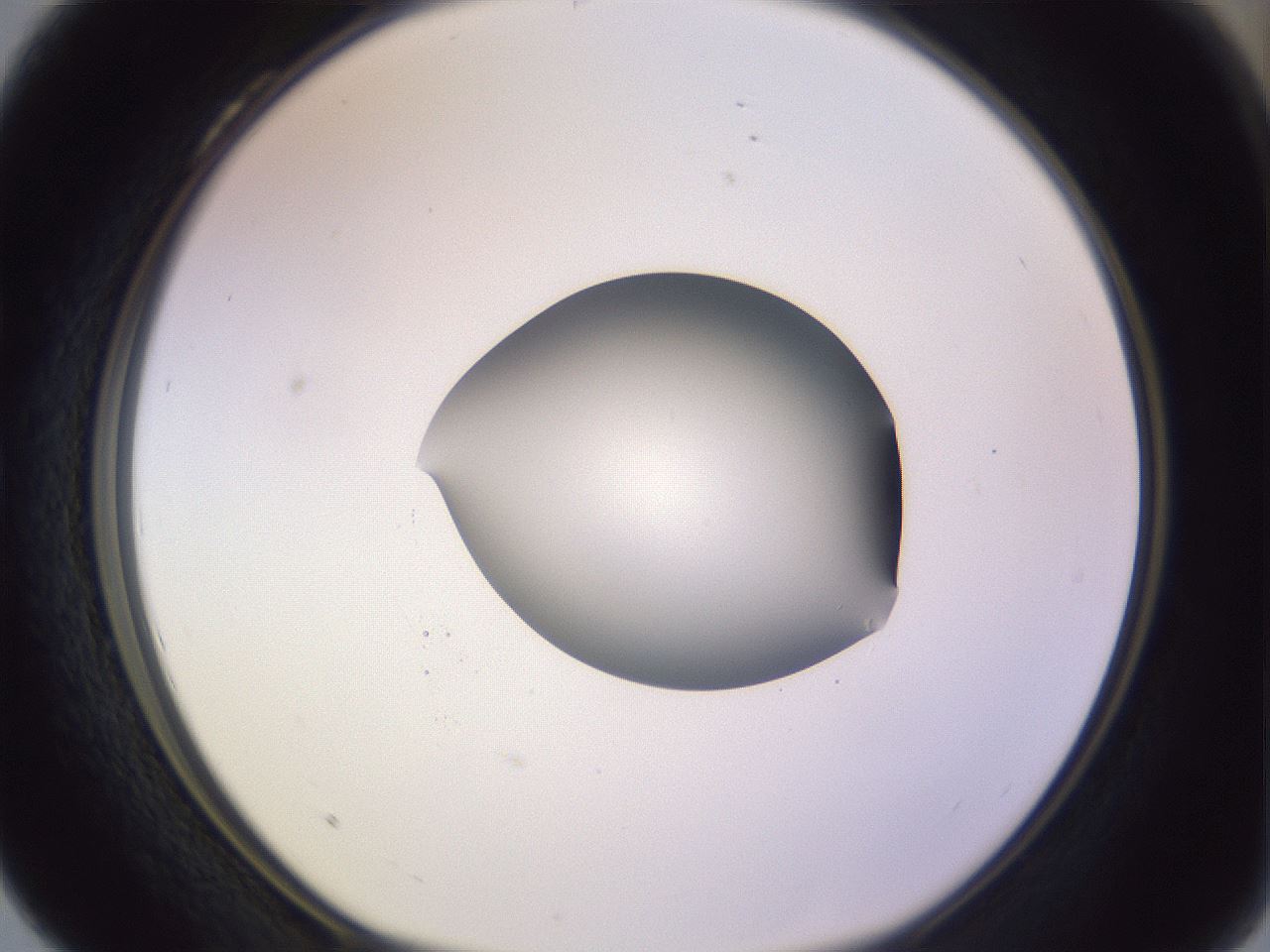 folderID425_plateID1425_batchID5199_wellNum28_profileID1_d1_r87693_ef.jpg