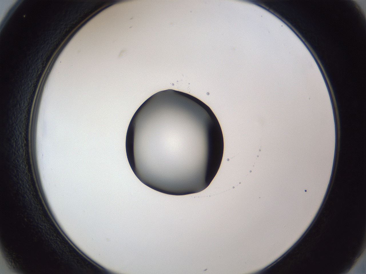 folderID43_plateID1043_batchID2100_wellNum25_profileID1_d2_r46201_ef.jpg