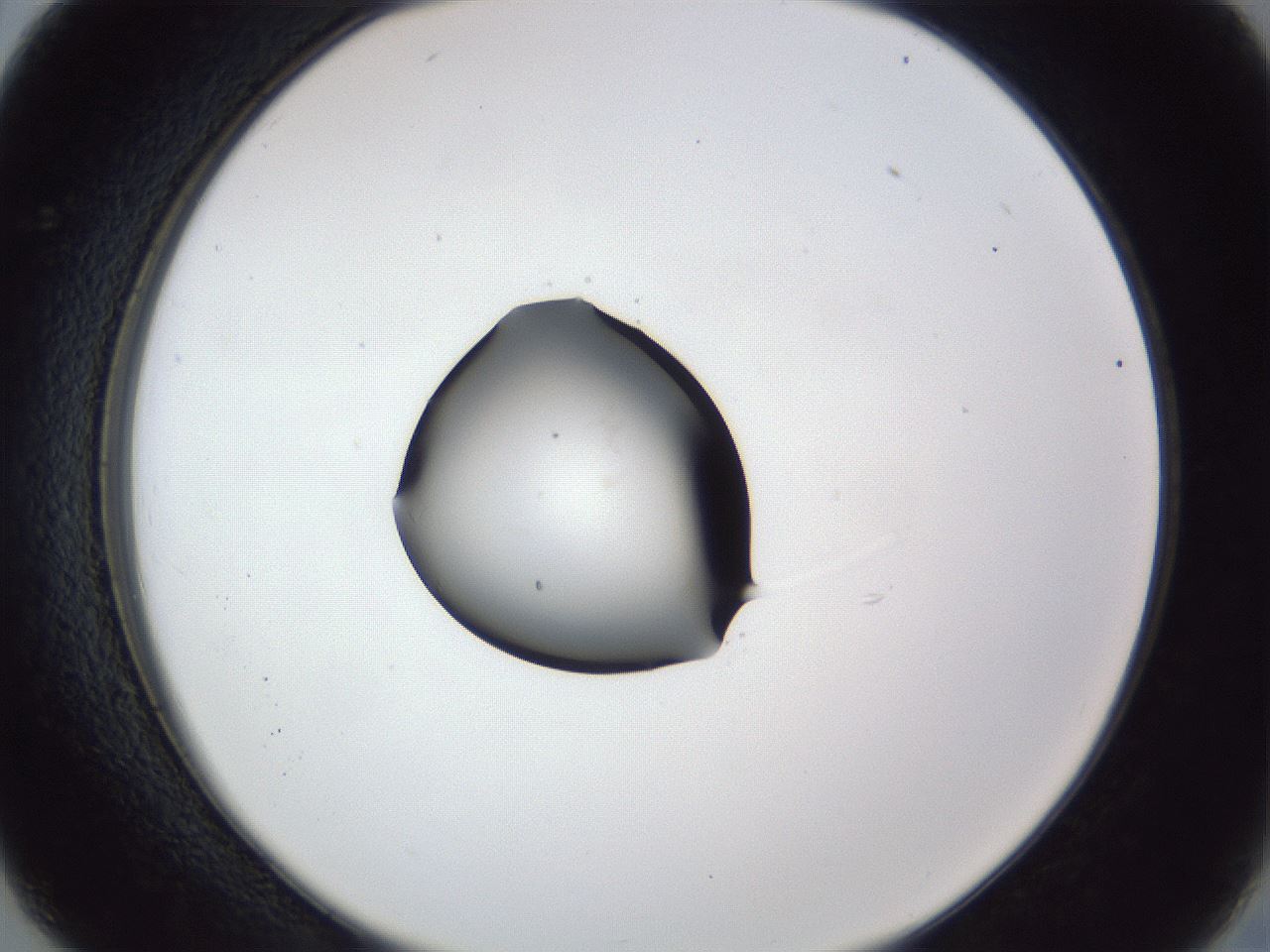 folderID43_plateID1043_batchID2100_wellNum26_profileID1_d2_r46203_ef.jpg