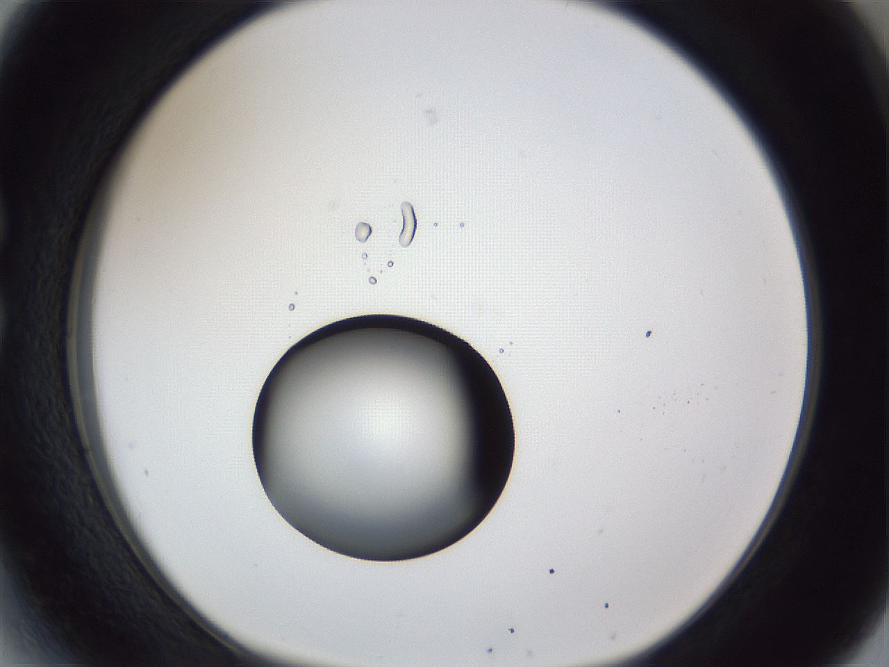 folderID43_plateID1043_batchID2100_wellNum27_profileID1_d1_r46204_ef.jpg