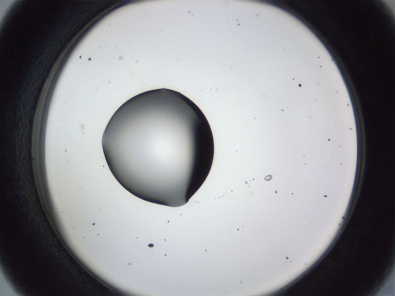 folderID43_plateID1043_batchID2100_wellNum27_profileID1_d2_r46205_ef.jpg