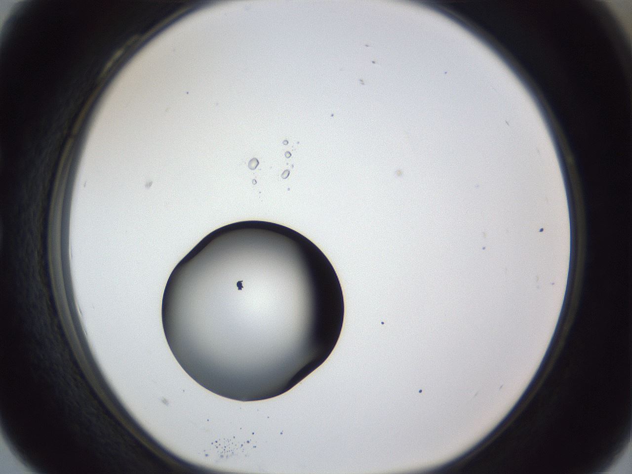folderID43_plateID1043_batchID2100_wellNum28_profileID1_d1_r46206_ef.jpg