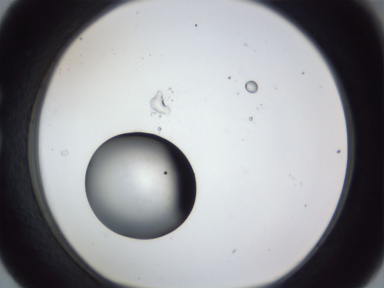 folderID43_plateID1043_batchID2100_wellNum29_profileID1_d1_r46208_ef.jpg