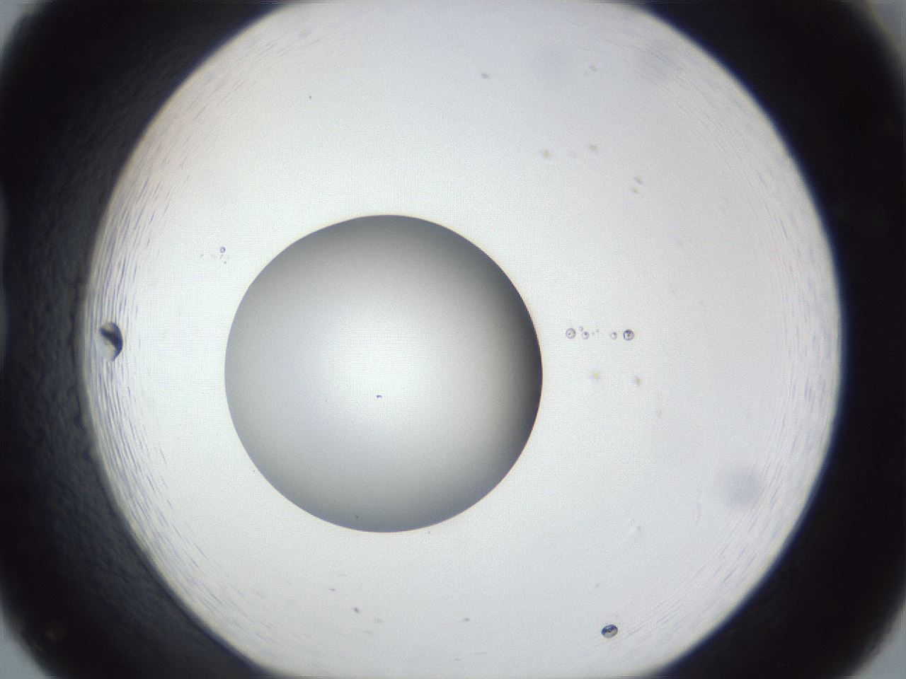 folderID43_plateID1043_batchID2100_wellNum20_profileID1_d1_r46190_ef.jpg