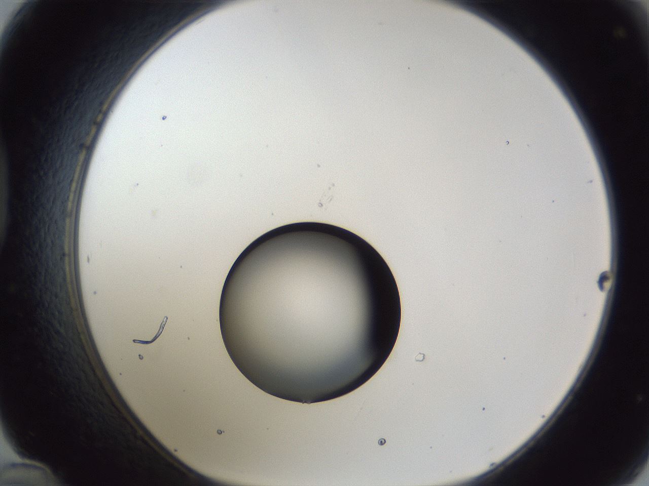 folderID43_plateID1043_batchID2100_wellNum48_profileID1_d1_r46246_ef.jpg