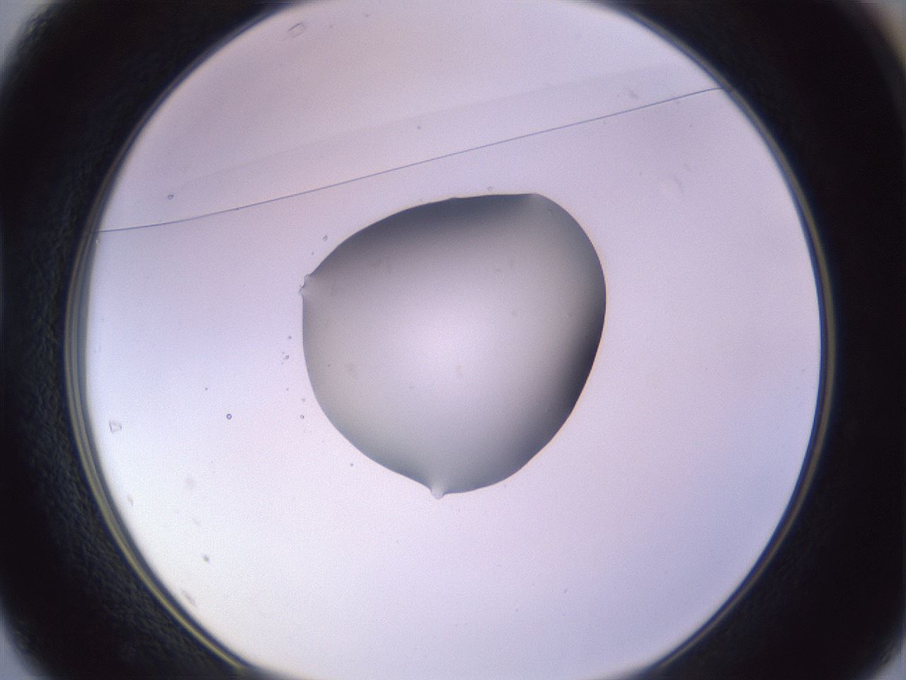 folderID425_plateID1425_batchID5199_wellNum37_profileID1_d1_r87702_ef.jpg