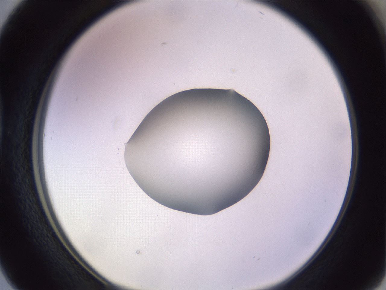 folderID425_plateID1425_batchID5199_wellNum38_profileID1_d1_r87703_ef.jpg